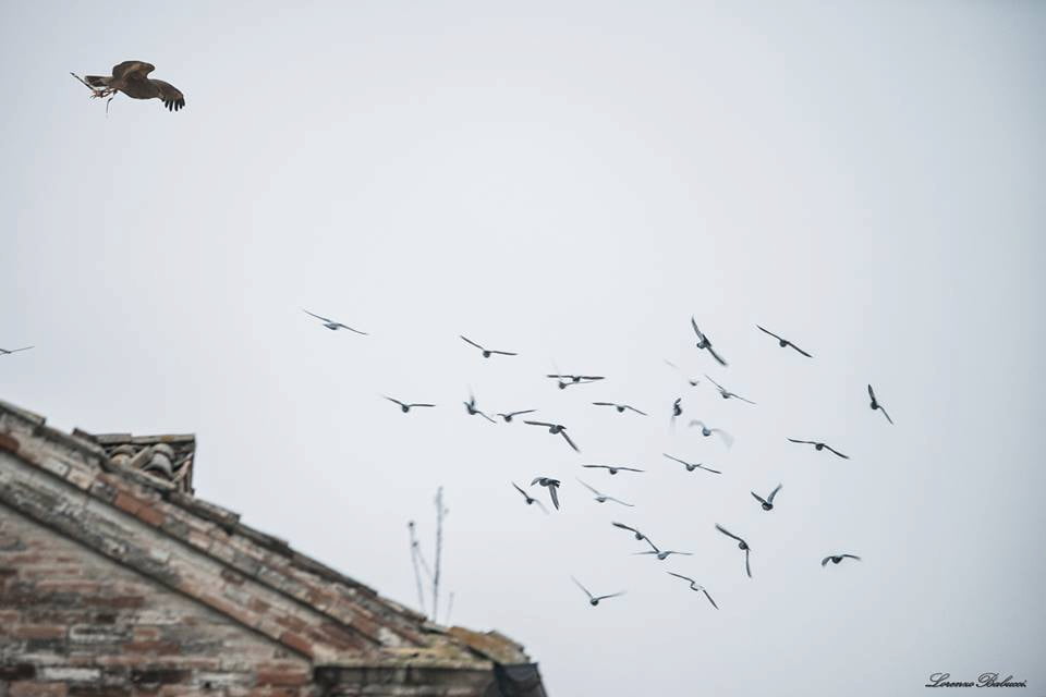 Allontanamento Piccioni - Nazzareno Polini 1