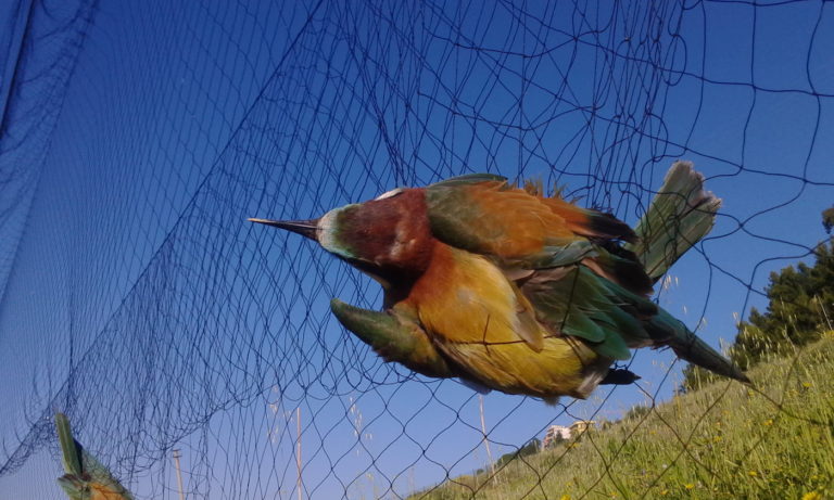 Inanellamento di Uccelli - Nazzareno Polini 5