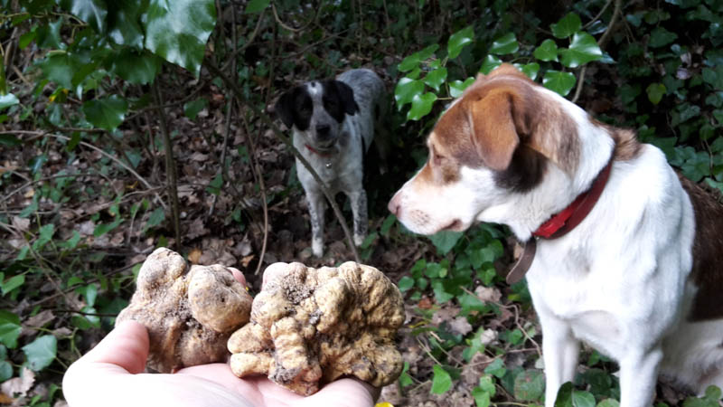 Tartufo - Nazzareno Polini